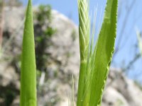 Lolium temulentum 1, Dolik, Saxifraga-Rutger Barendse