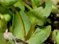 Lomatogonium carinthiacum