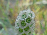 Lomelosia micrantha