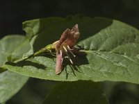 Lonicera alpigena 1, Saxifraga-Jan van der Straaten