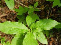 Lonicera alpigena 11, Saxifraga-Rutger Barendse