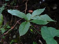 Lonicera alpigena 13, Saxifraga-Ed Stikvoort