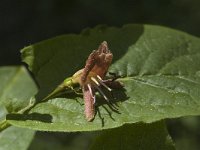 Lonicera alpigena 2, Saxifraga-Jan van der Straaten