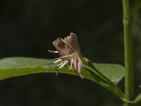 Lonicera alpigena 3, Saxifraga-Jan van der Straaten