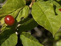 Lonicera alpigena 7, Saxifraga-Jan van der Straaten