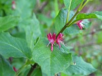 Lonicera alpigena 8, Saxifraga-Jeroen Willemsen