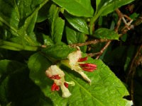 Lonicera alpigena 9, Saxifraga-Rutger Barendse