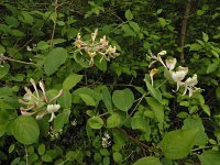 Lonicera caprifolium