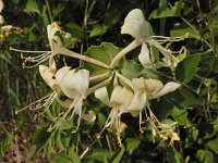 Lonicera caprifolium 10, Tuinkamperfoelie, Saxifraga-Ed Stikvoort