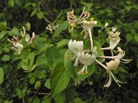 Lonicera caprifolium 3, Tuinkamperfoelie, Saxifraga-Ed Stikvoort