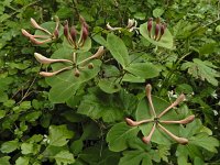 Lonicera caprifolium 4, Tuinkamperfoelie, Saxifraga-Ed Stikvoort