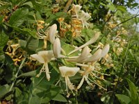 Lonicera caprifolium 5, Tuinkamperfoelie, Saxifraga-Ed Stikvoort