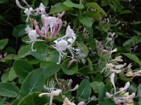 Lonicera caprifolium 6, Tuinkamperfoelie, Saxifraga-Ed Stikvoort