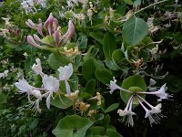 Lonicera caprifolium 8, Tuinkamperfoelie, Saxifraga-Ed Stikvoort