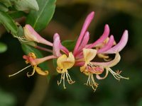 Lonicera periclymenum 50, Wilde kamperfoelie, Saxifraga-Tom Heijnen