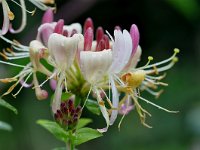 Lonicera periclymenum 51, Wilde kamperfoelie, Saxifraga-Tom Heijnen