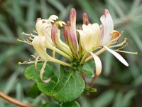 Lonicera periclymenum 52, Wilde kamperfoelie, Saxifraga-Tom Heijnen