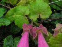 Lophospermum erubescens 2, Saxifraga-Ed Stikvoort