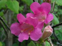 Lophospermum erubescens 4, Saxifraga-Ed Stikvoort