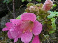 Lophospermum erubescens 5, Saxifraga-Ed Stikvoort