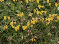 Lotus corniculatus ssp carpetanus 68, Saxifraga-Willem van Kruijsbergen