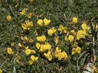 Lotus corniculatus ssp carpetanus 69, Saxifraga-Willem van Kruijsbergen