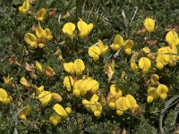 Lotus corniculatus ssp carpetanus 70, Saxifraga-Willem van Kruijsbergen