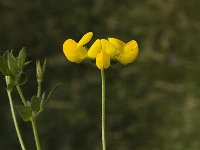 Lotus corniculatus 1, Gewone rolklaver, Saxifraga-Jan van der Straaten