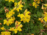 Lotus corniculatus 12, Gewone rolklaver, Saxifraga-Peter Meininger