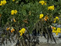 Lotus corniculatus 13, Gewone rolklaver, Saxifraga-Willem van Kruijsbergen