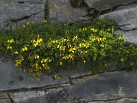 Lotus corniculatus 14, Gewone rolklaver, Saxifraga-Willem van Kruijsbergen