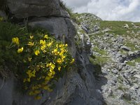 Lotus corniculatus 15, Gewone rolklaver, Saxifraga-Willem van Kruijsbergen