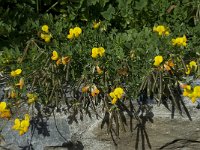 Lotus corniculatus 16, Gewone rolklaver, Saxifraga-Willem van Kruijsbergen