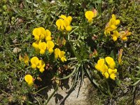 Lotus corniculatus 17, Gewone rolklaver, Saxifraga-Willem van Kruijsbergen