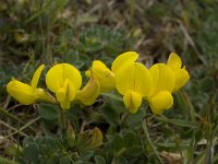 Lotus corniculatus 18, Gewone rolklaver, Saxifraga-Willem van Kruijsbergen