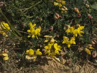 Lotus corniculatus 19, Gewone rolklaver, Saxifraga-Willem van Kruijsbergen