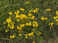 Lotus corniculatus 2, Gewone rolklaver, Saxifraga-Jan van der Straaten