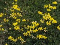 Lotus corniculatus 20, Gewone rolklaver, Saxifraga-Willem van Kruijsbergen