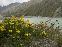 Lotus corniculatus 23, Gewone rolklaver, Saxifraga-Willem van Kruijsbergen