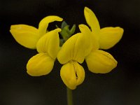 Lotus corniculatus 24, Gewone rolklaver, Saxifraga-Willem van Kruijsbergen