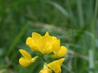 Lotus corniculatus 25, Gewone rolklaver, Saxifraga-Jeroen Willemsen