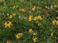 Lotus corniculatus 28, Gewone rolklaver, Saxifraga-Hans Boll