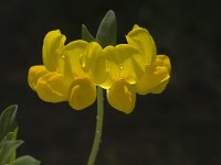 Lotus corniculatus 3, Gewone rolklaver, Saxifraga-Jan van der Straaten