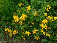 Lotus corniculatus 31, Gewone rolklaver, Saxifraga-Ed Stikvoort