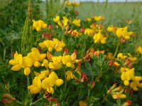 Lotus corniculatus 32, Gewone rolklaver, Saxifraga-Ed Stikvoort