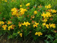 Lotus corniculatus 33, Gewone rolklaver, Saxifraga-Ed Stikvoort