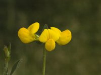 Lotus corniculatus 4, Gewone rolklaver, Saxifraga-Jan van der Straaten