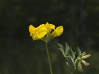 Lotus corniculatus 5, Gewone rolklaver, Saxifraga-Marijke Verhagen