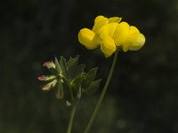 Lotus corniculatus 6, Gewone rolklaver, Saxifraga-Marijke Verhagen