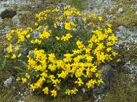 Lotus corniculatus 7, Gewone rolklaver, Saxifraga-Willem van Kruijsbergen